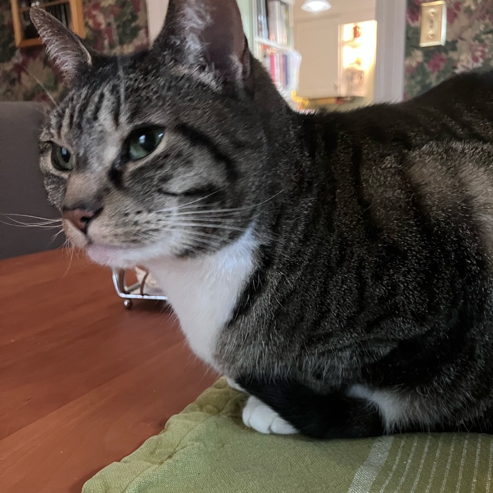 Meet your Posher, Betsy